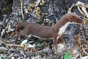 La belette Mustela nivalis la belette