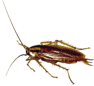 cafard, blatte, Orthoptère cockroach ccockroach