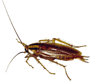 ccockroach 