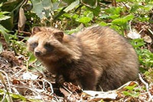 Le chien viverrin Nyctereutes procyonoides Le chien viverrin
