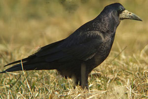 Corbeau freux Corvus frugilegus Le corbeau freux