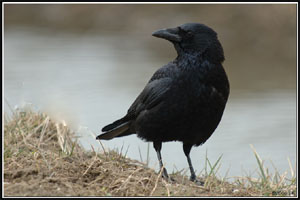 Corneille noire Corvus corone La Corneille noire