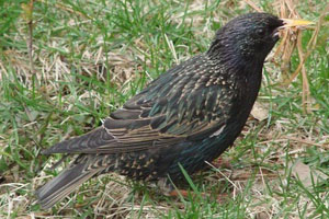 L'Étourneau sansonnet Sturnus vulgaris L'Étourneau sansonnet (Sturnus vulgaris)