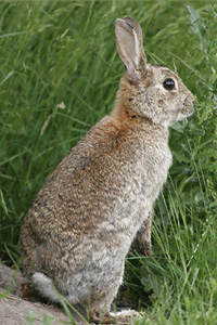 Le Lapin de garenne Oryctolagus cuniculus le lapin de garenne