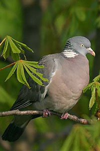 Pigeon ramier ou palombe (Columba palumbus) Pigeon ramier ou palombe (Columba palumbus)