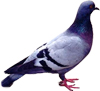 pigeon, hylotrupes bajulus pigeon biset