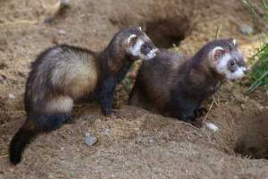 Putois Mustela putorius putorius le putois