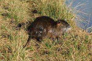 Ragondin Myocastor coypus Le ragondin