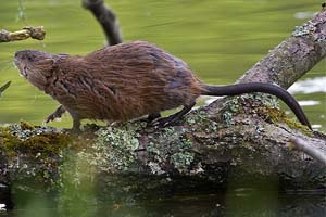 Rat musqué Ondatra zibethicus Le Rat Musqué