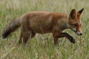 Le Renard ( Vulpes vulpes )