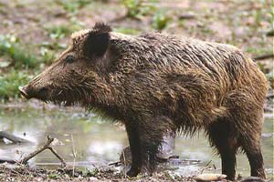 Le Sanglier Sus scrofa le sanglier